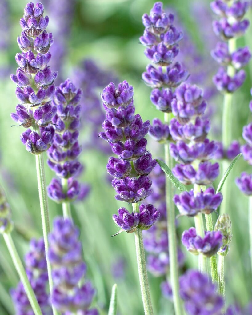 English lavender 'Royal Blue'