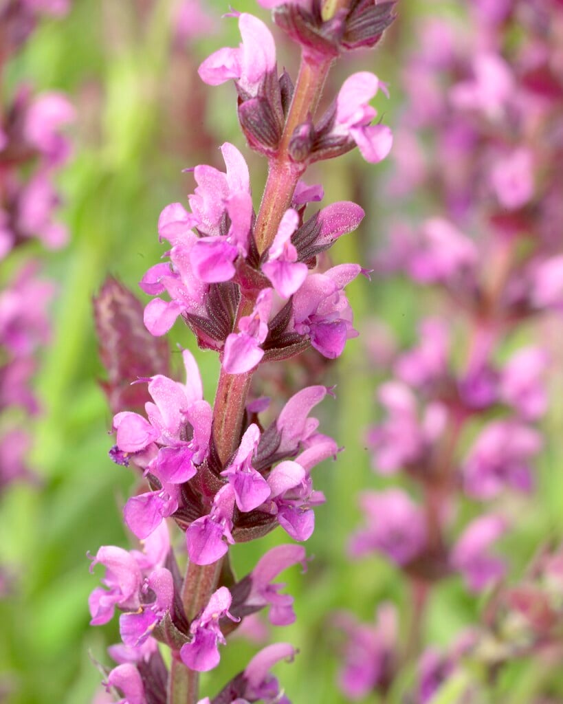 Balkan clary 'Pink Beauty'