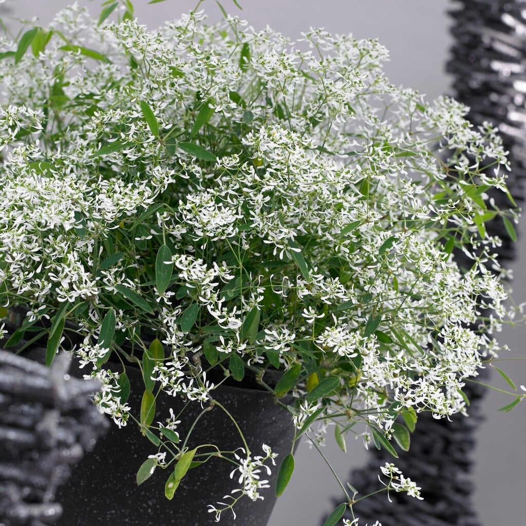 <i>Euphorbia</i> [<span style="font-variant: small-caps;">Breathless White</span>] ('Balbrewite')