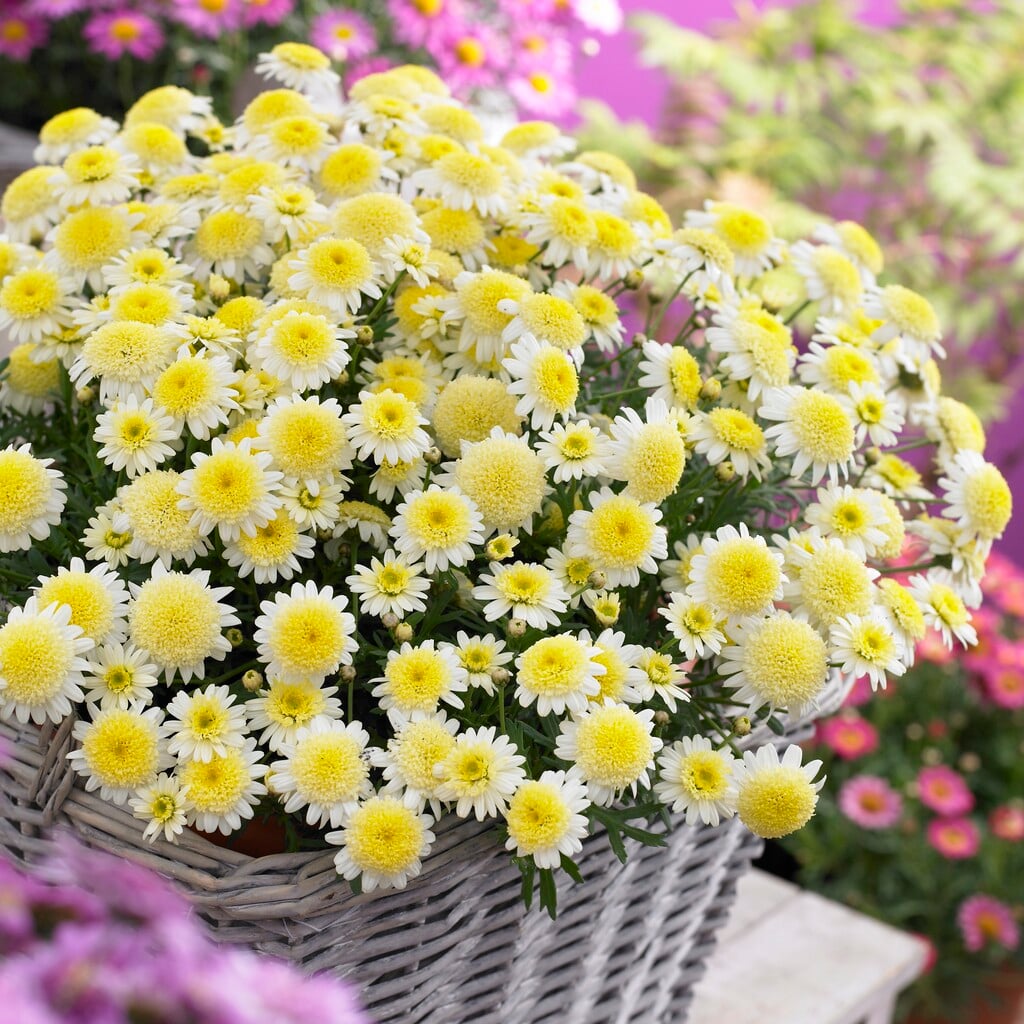marguerite [Madeira Crested Yellow]
