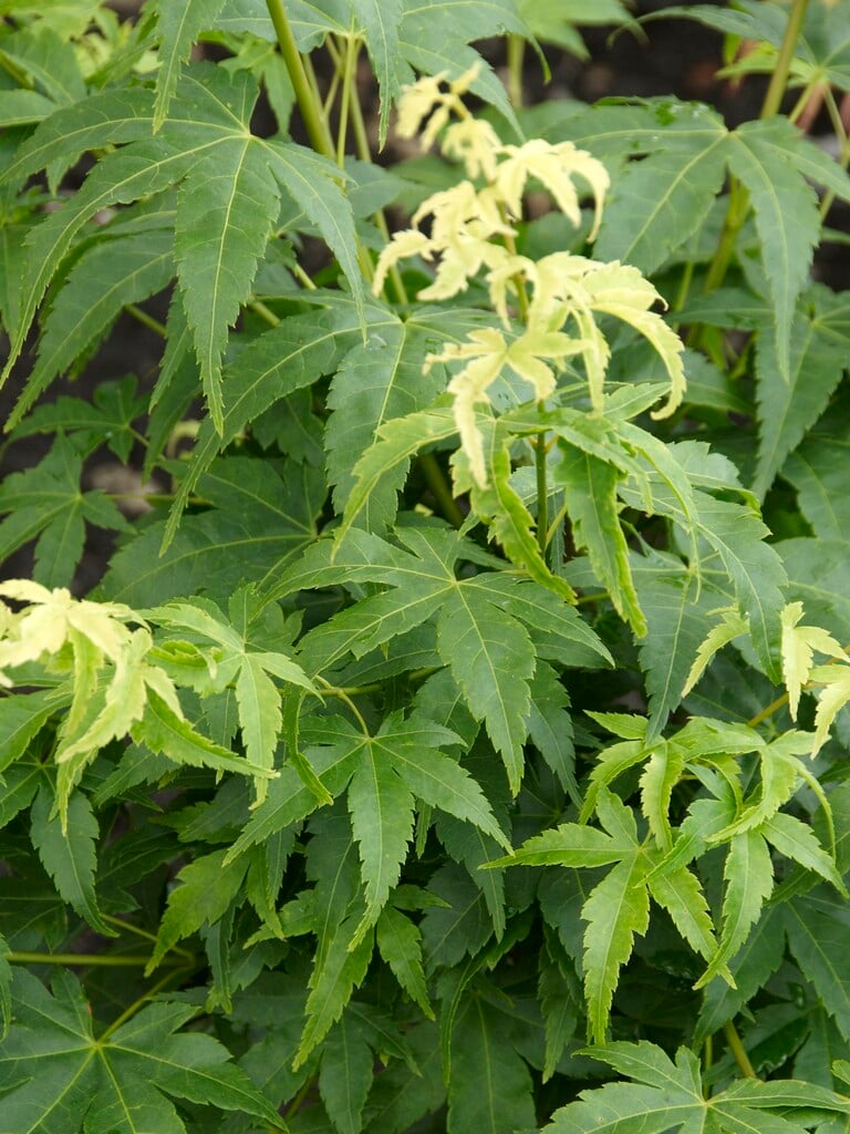 Japanese maple 'Aoyagi'