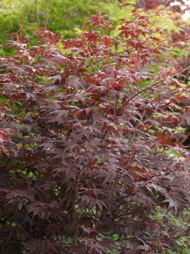 Japanese maple 'Marjan'