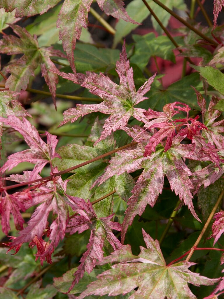 Japanese maple 'Momoiro-koya-san'