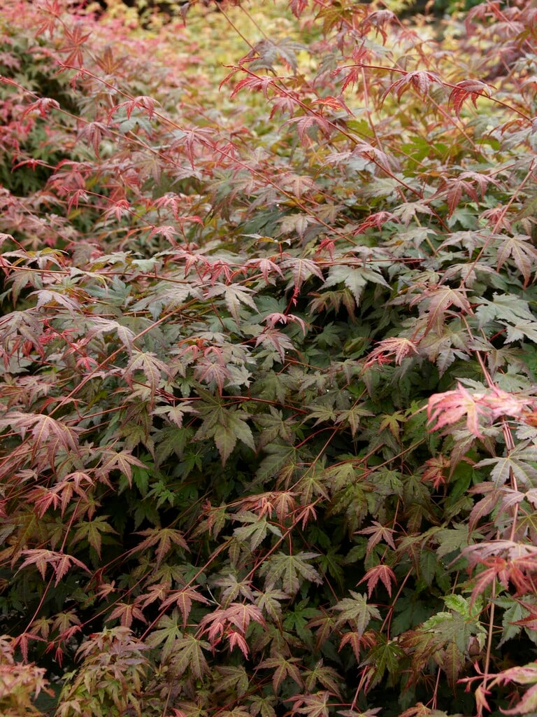 Japanese maple 'Wendy'
