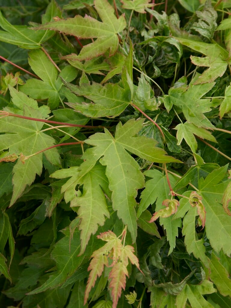 Japanese maple 'Higasa-yama'