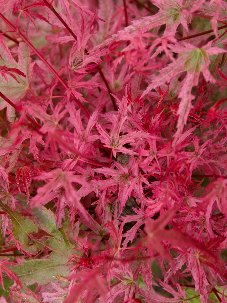 Japanese maple 'Hino-tori-nishiki'