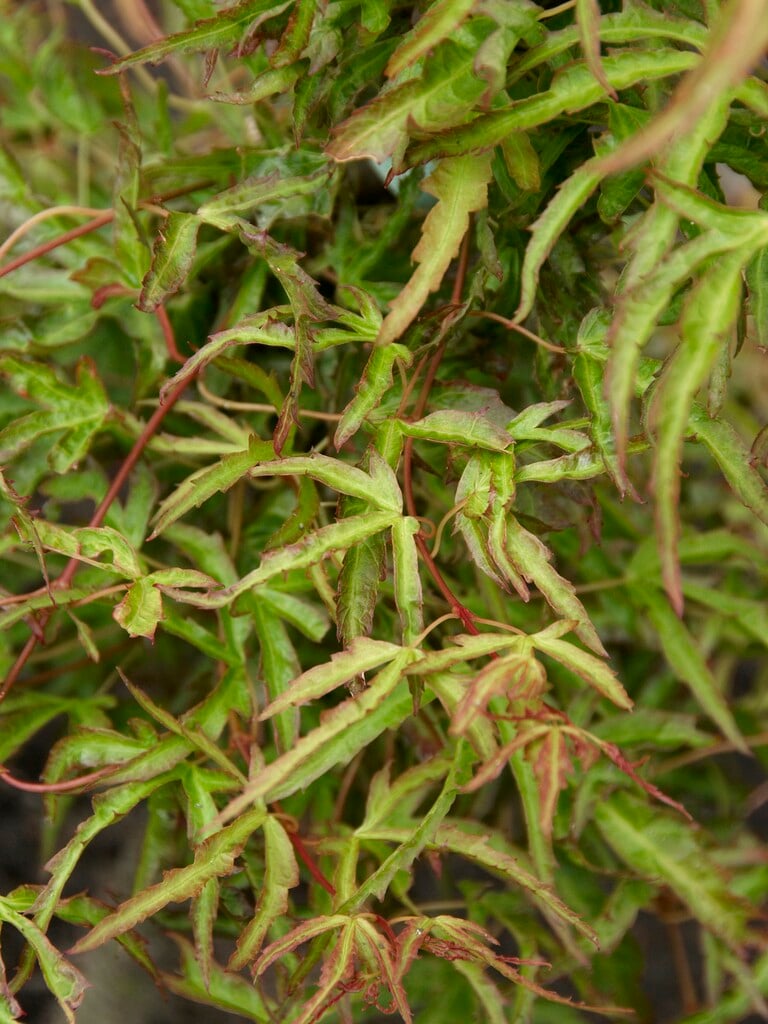 Japanese maple 'Kamagata'