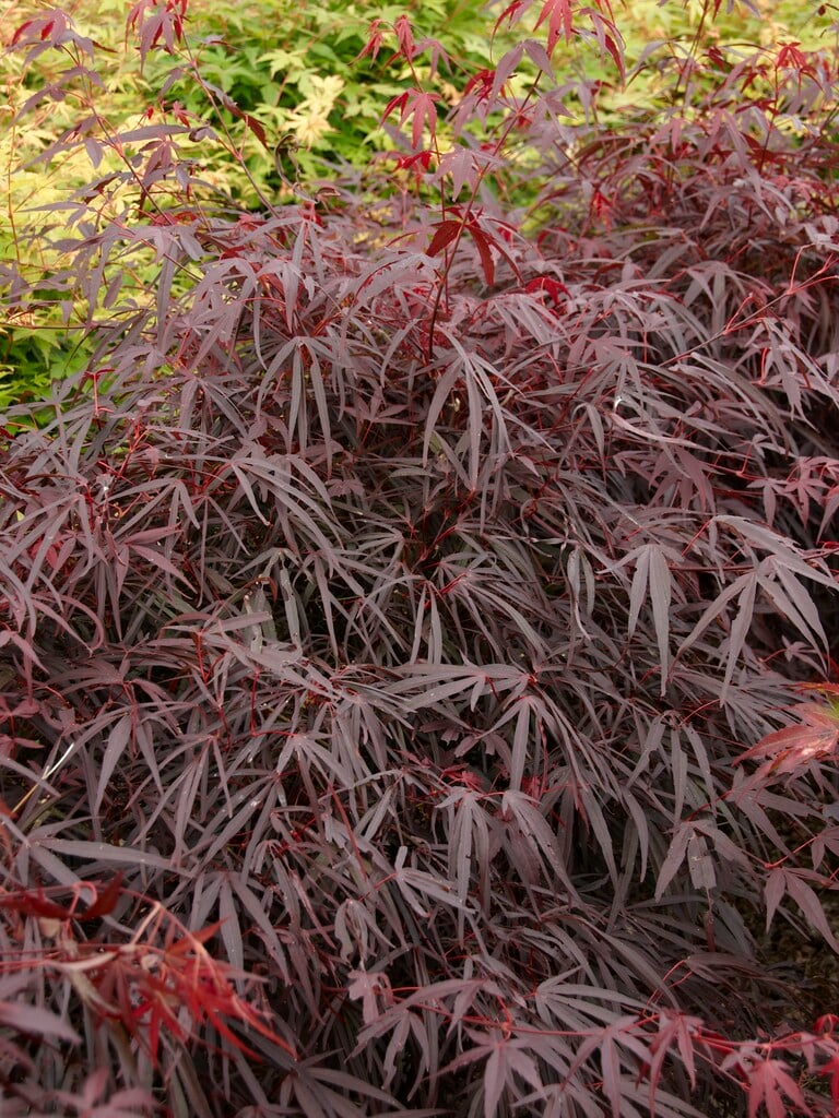 Japanese maple 'Enkan'