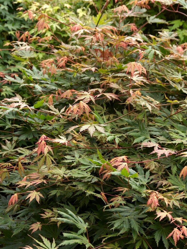 Japanese maple 'Green Trompenburg'