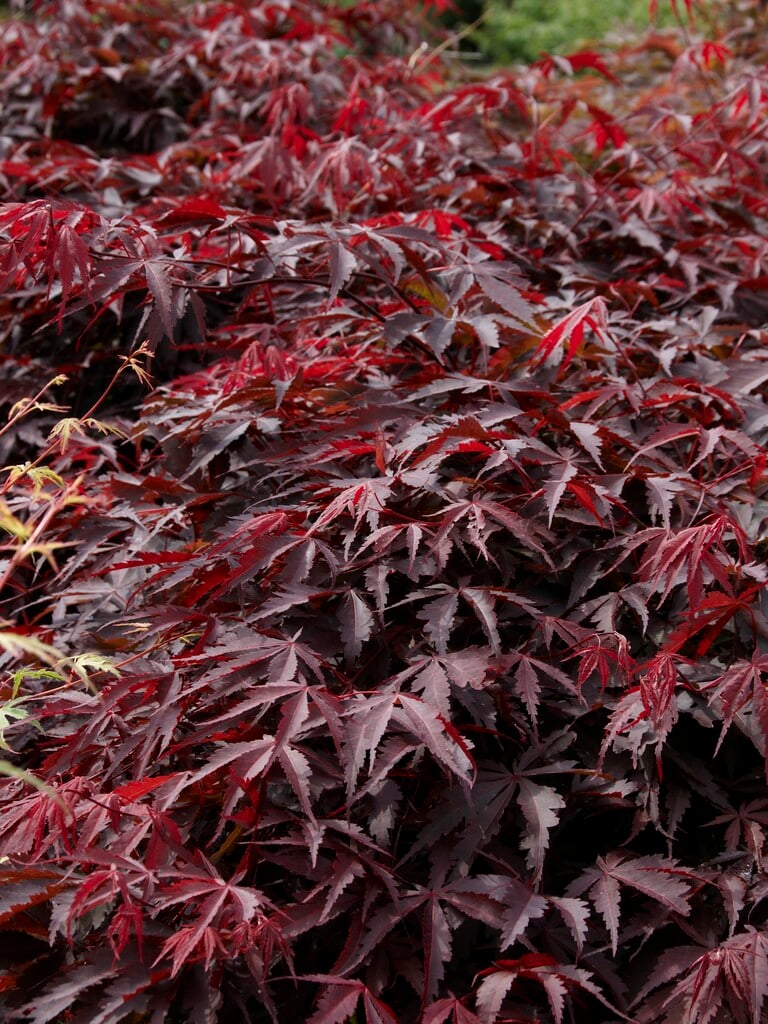 Japanese maple 'Inazuma'