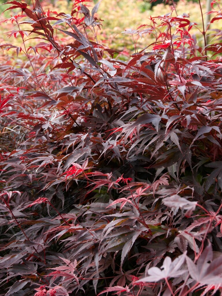 Japanese maple 'Pixie'