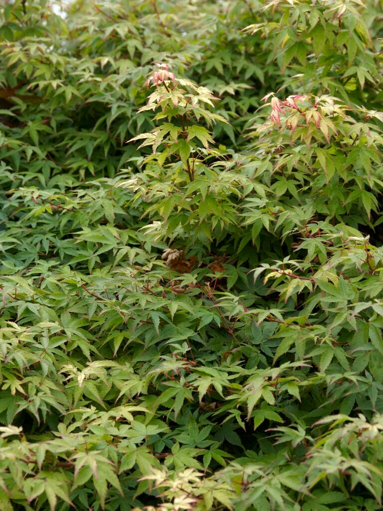 Japanese maple 'Chiyo-hime'