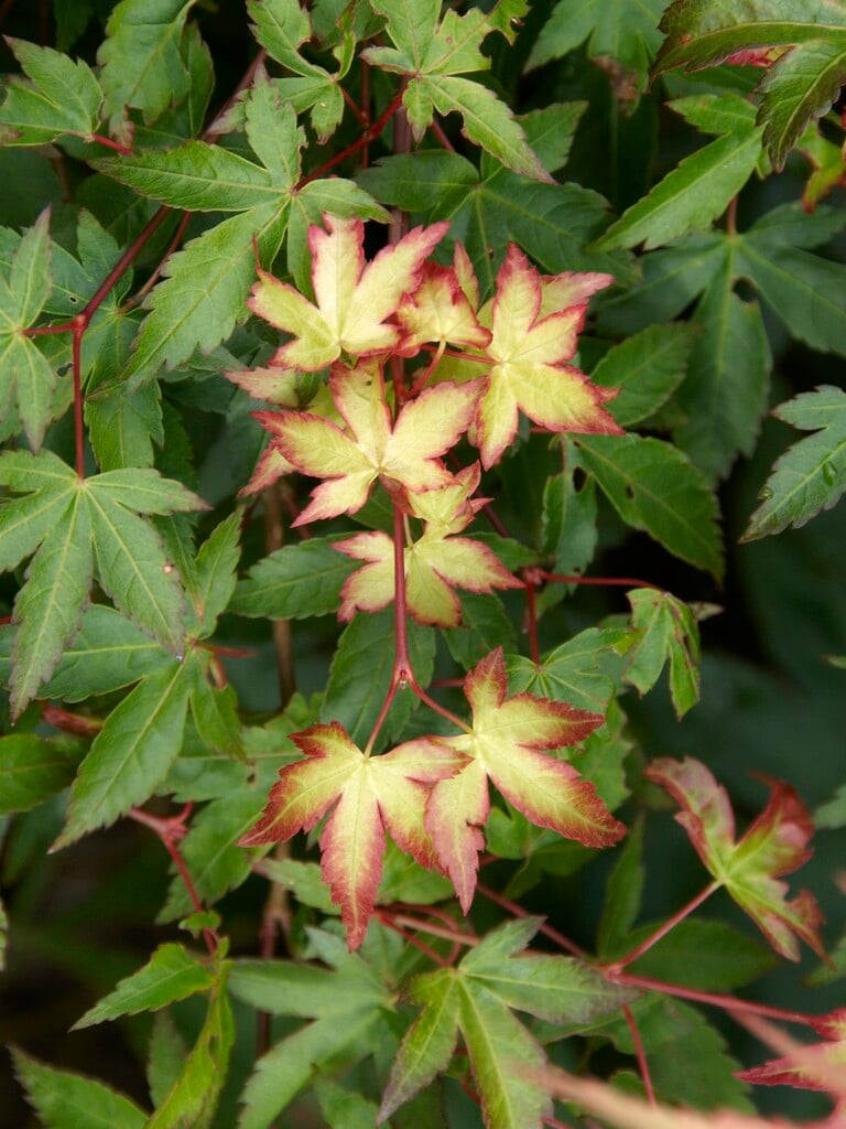 Japanese maple 'Chiyo-hime'