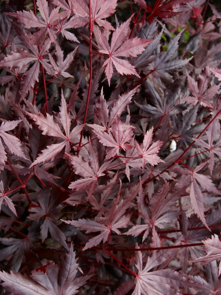Japanese maple 'Trompenburg'