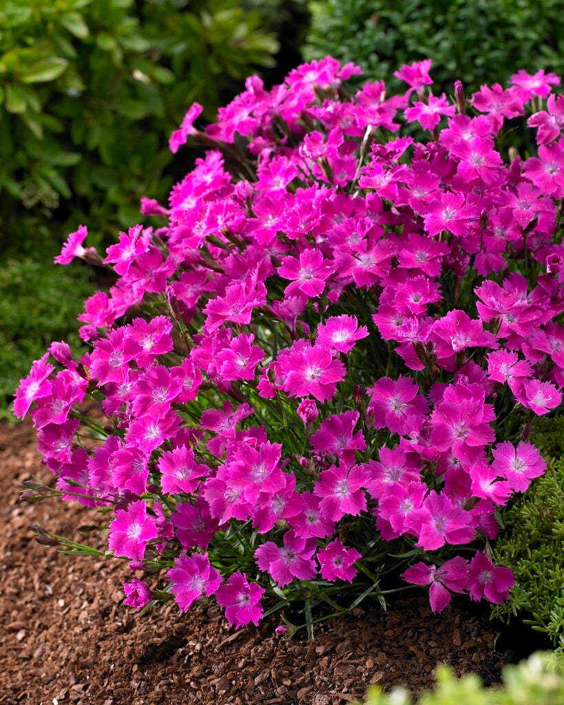 pink 'Kahori'