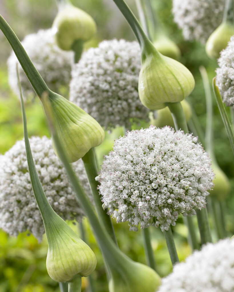 <i>Allium</i> <i>cepa</i> (Cepa Group) 'White Cloud'
