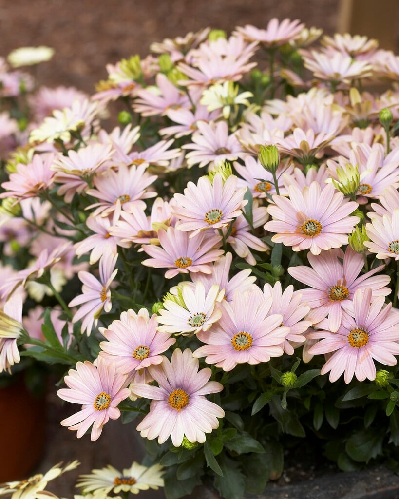 African daisy [Serenity Sunset]