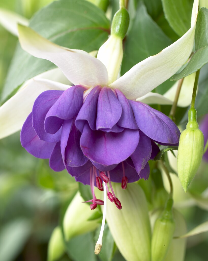 fuchsia 'Blauer Engel'