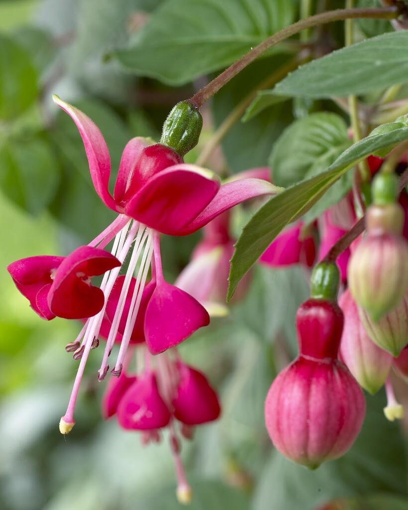fuchsia 'Satellite'