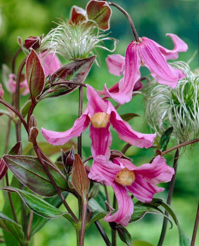 clematis 'Floris V'