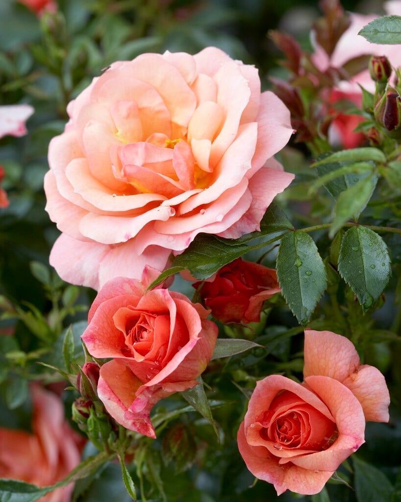 rose [Summer Beauty]