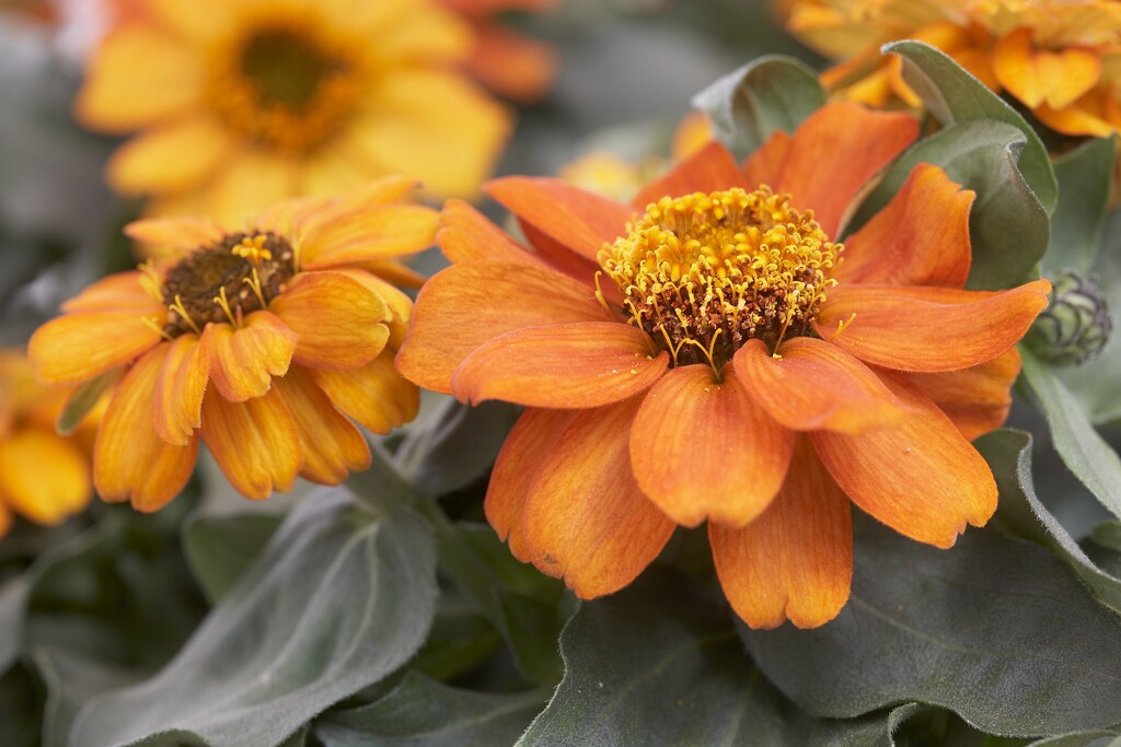<i>Zinnia</i> <i>marylandica</i> [<span style="font-variant: small-caps;">Zahara Fire</span>] ('Pas719124') (Zahara Series)