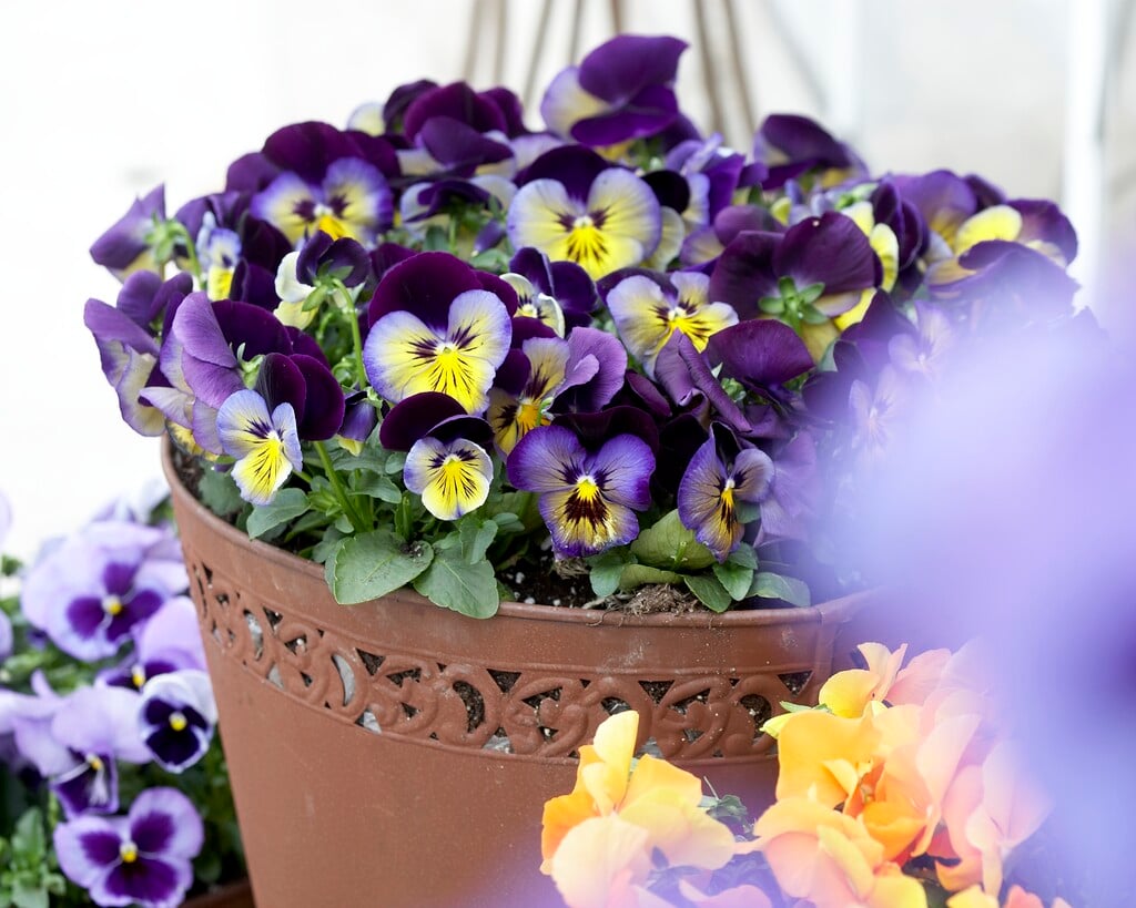pansy [Matrix Midnight Glow]