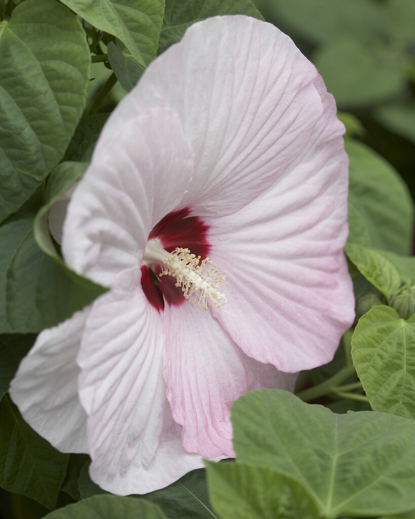 <i>Hibiscus</i> <i>moscheutos</i> 'Luna Rose' (Luna Series)