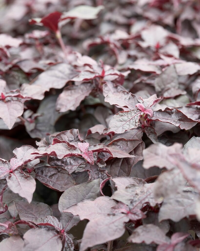 <i>Iresine</i> 'Purple Lady'
