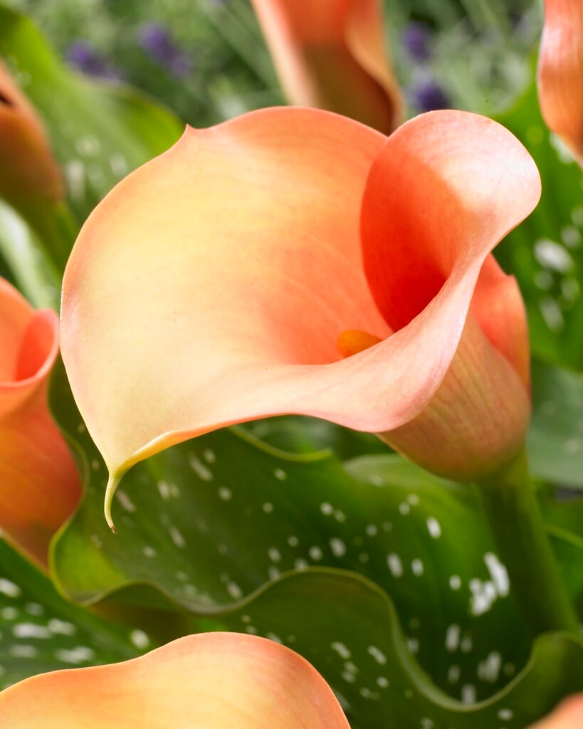 arum lily 'Cameleon'