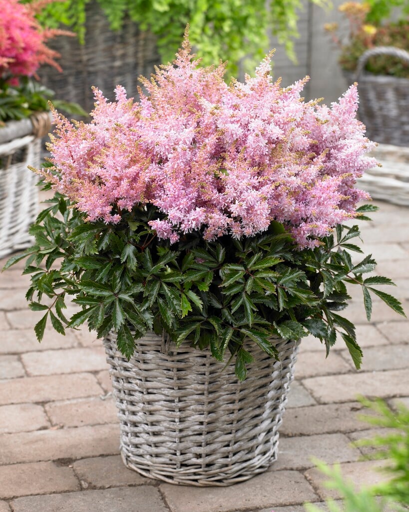 astilbe 'Sugarberry'