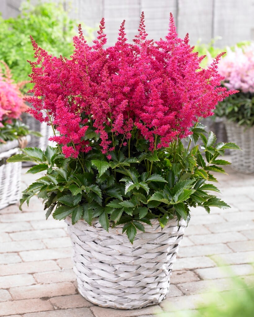 astilbe [Younique Red]