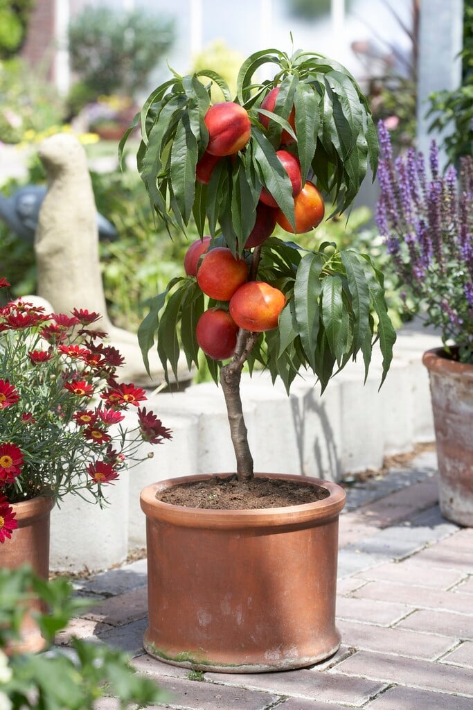 nectarine