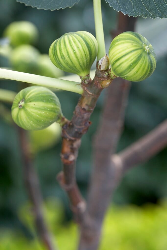 Figuier 'Panachée' Ficus Carica En Pot 2 à 2.9 Litres - Variété Ornementale Et Fruitière
