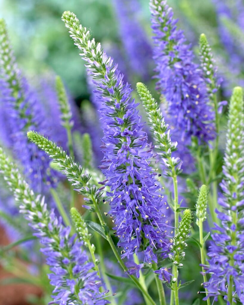 spiked speedwell [Inspire Blue]