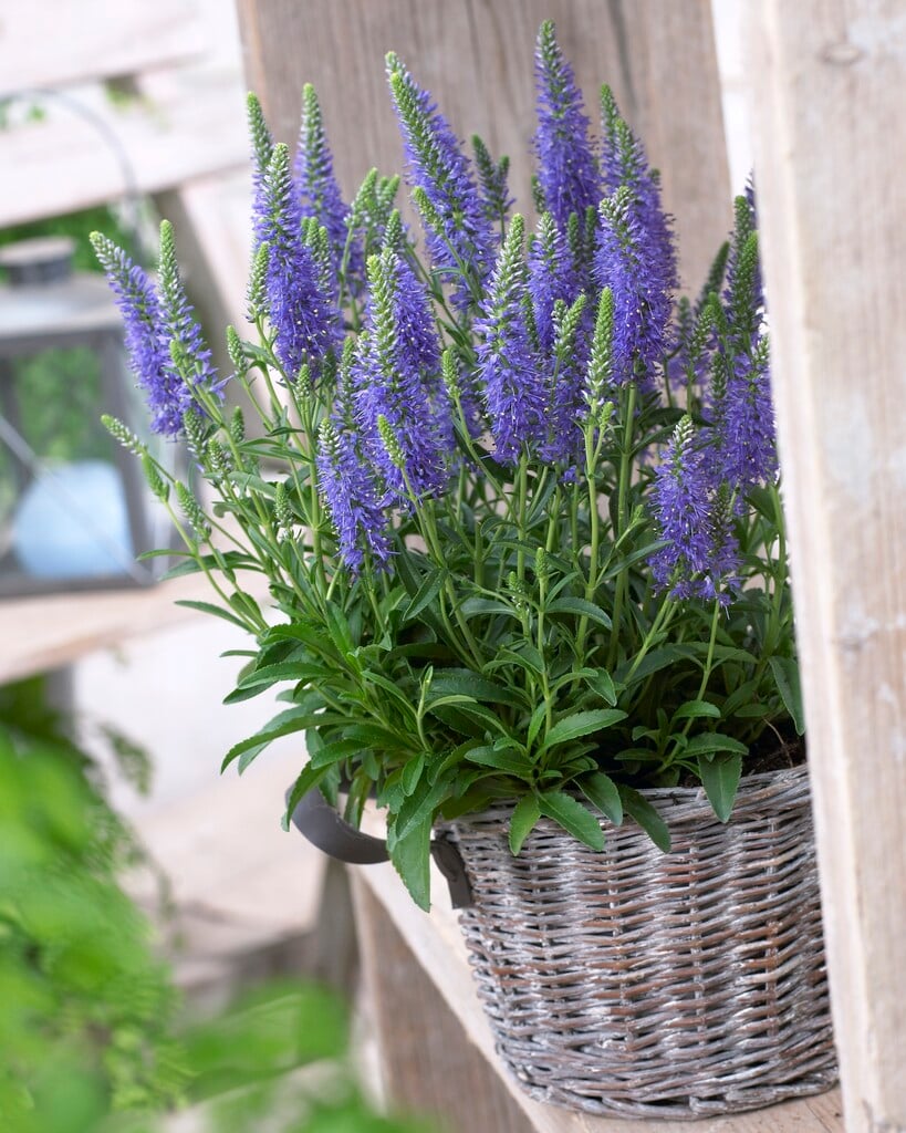 spiked speedwell [Inspire Blue]