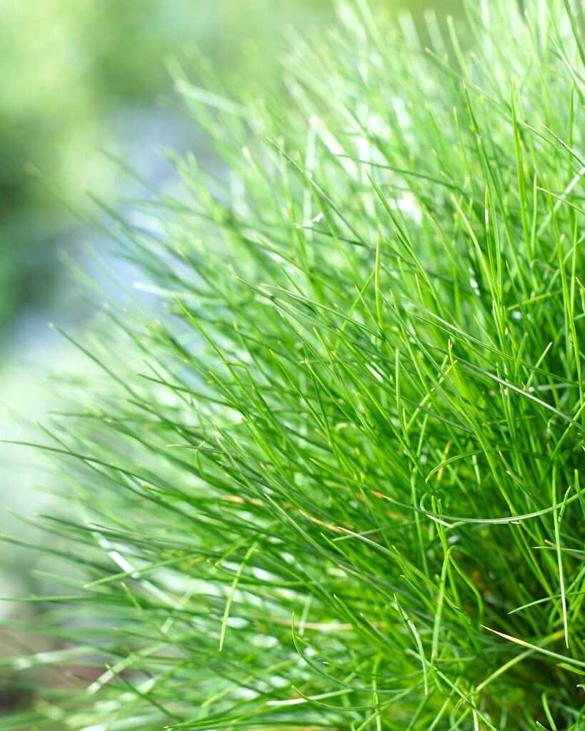 Festuca rubra var. viridis hort. spiky fescue Grass Like/RHS Gardening
