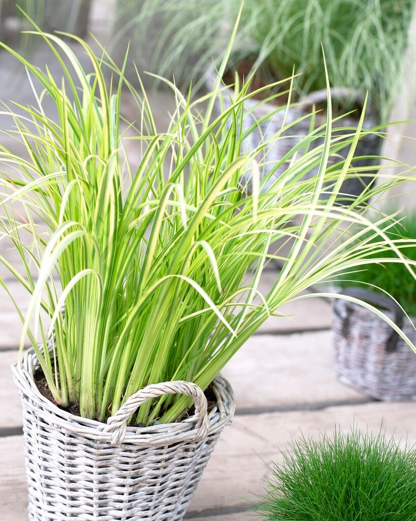 slender sweet flag 'Ōgon'