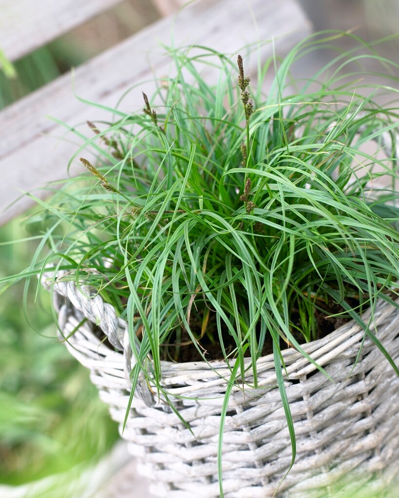 sedge 'The Beatles'