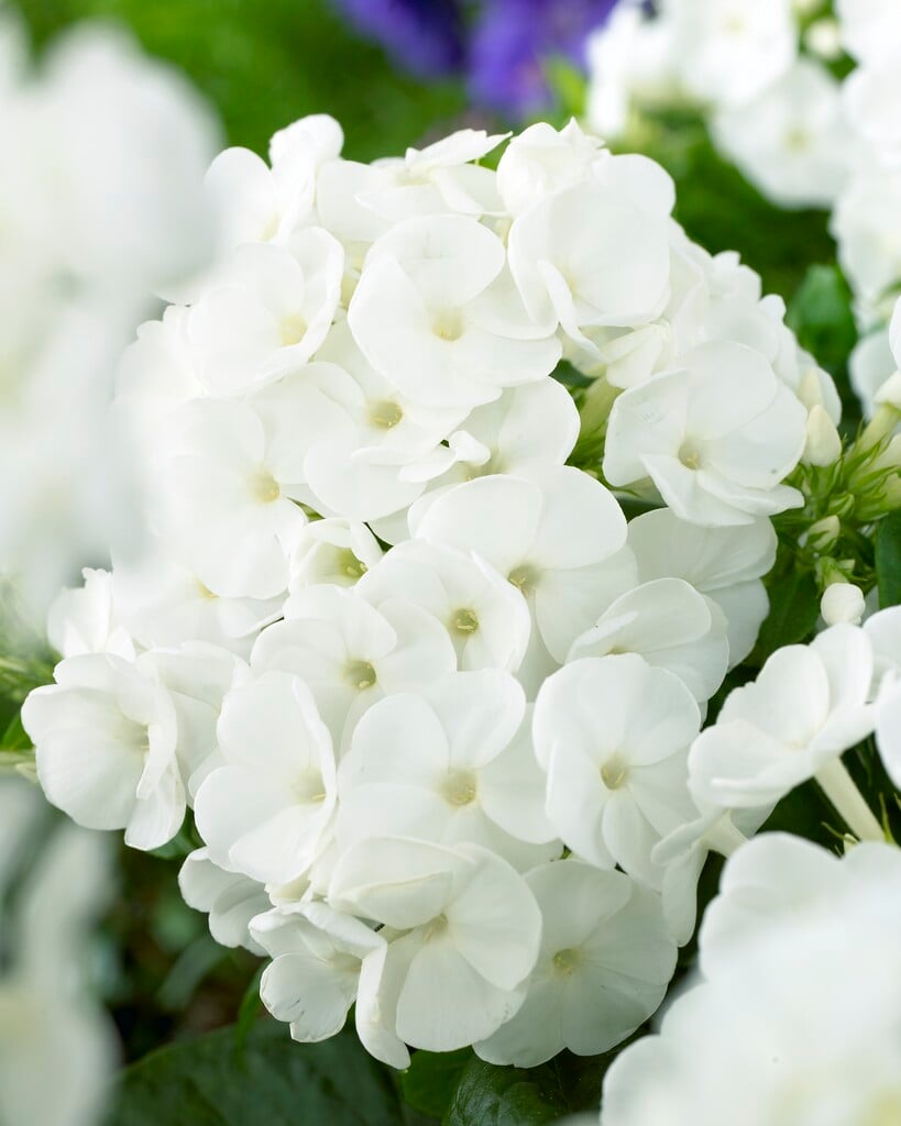 perennial phlox [Younique White]