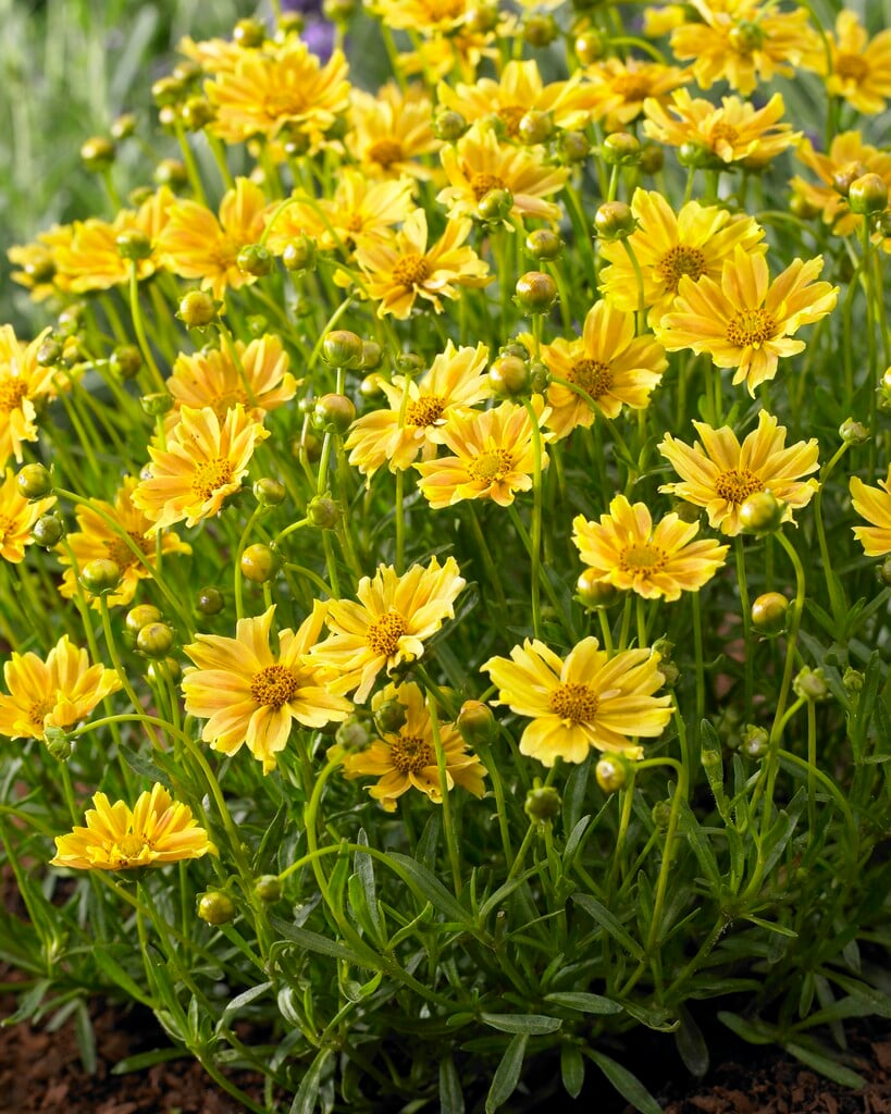 tickseed 'Golden Dream'