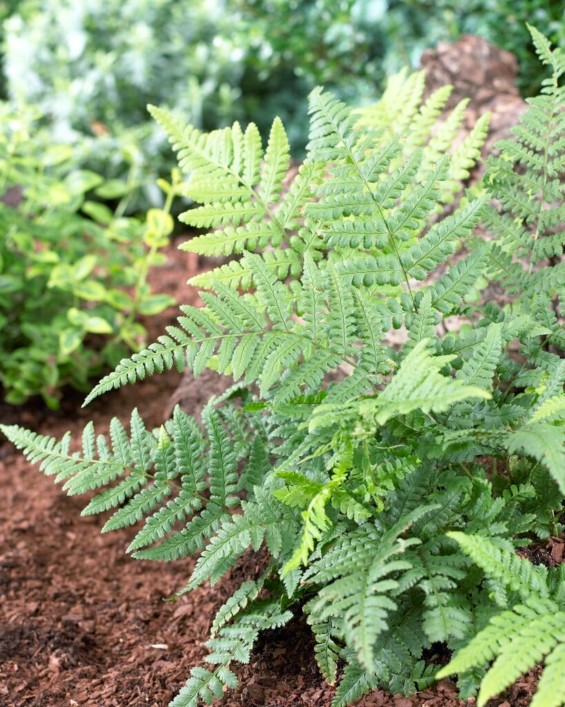 scaly buckler fern