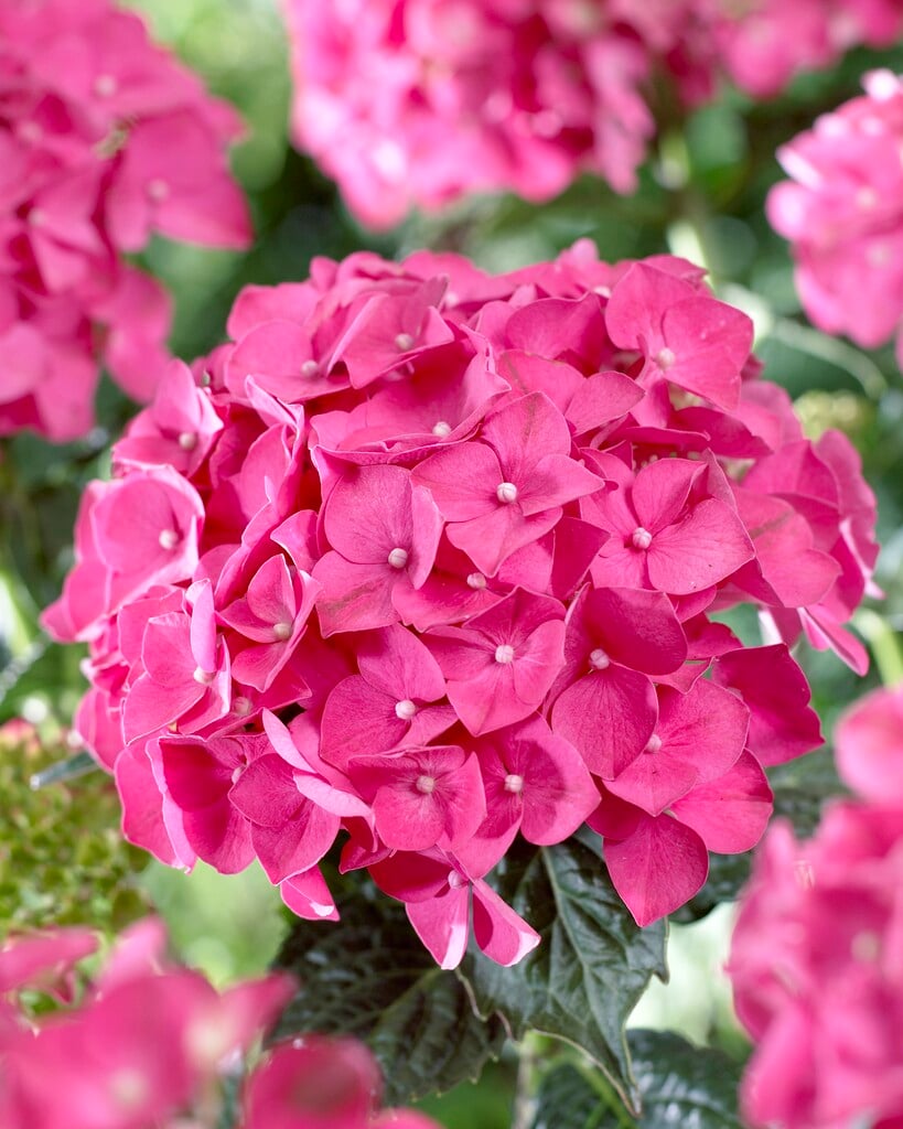 hydrangea 'Leuchtfeuer'