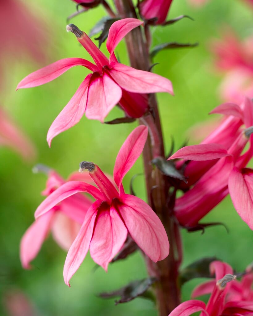 lobelia 'Fan Lachs'