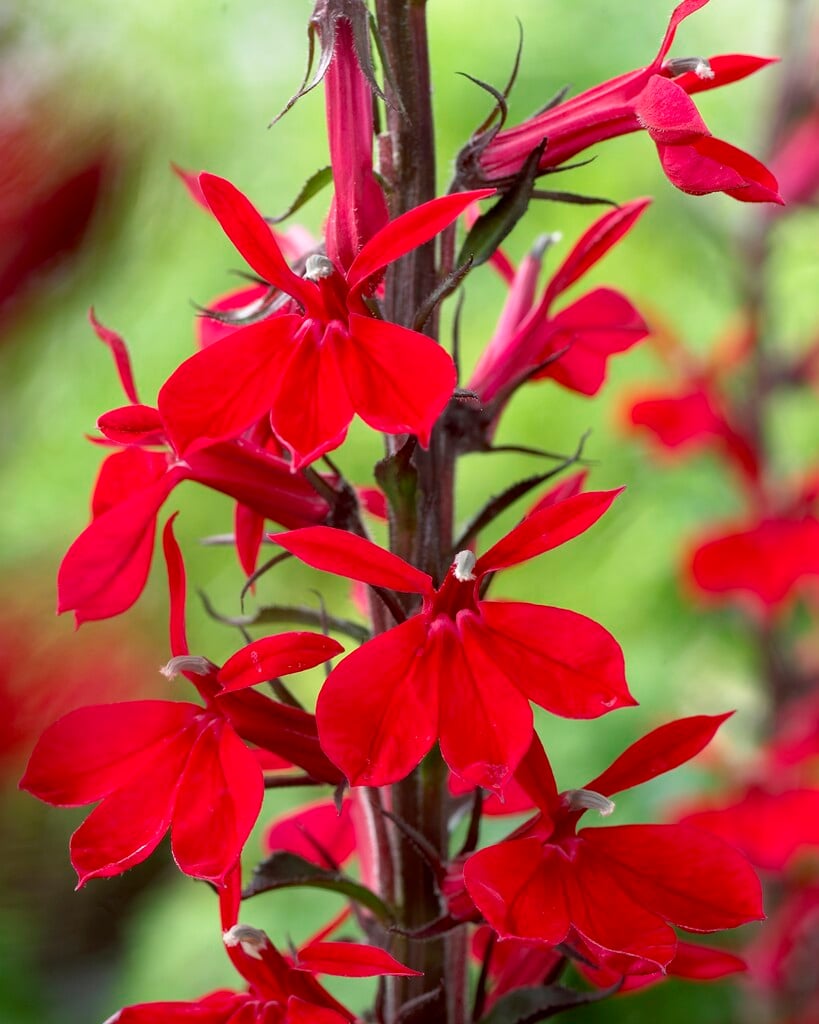 lobelia 'Fan Scharlach'