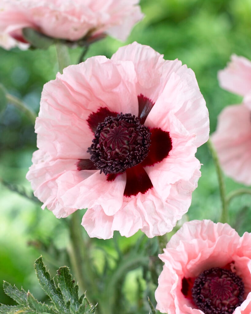 Papaver orientale &Waltzing Elisabeth& | oriental poppy &Waltzing ...