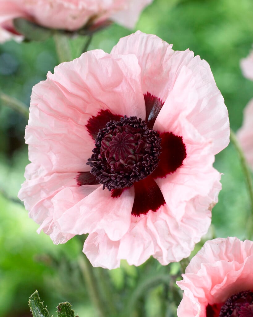 oriental poppy 'Waltzing Elisabeth'