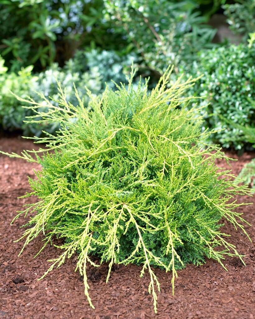 <em>Juniperus</em> × <em>pfitzeriana</em> 'Gold Coast'