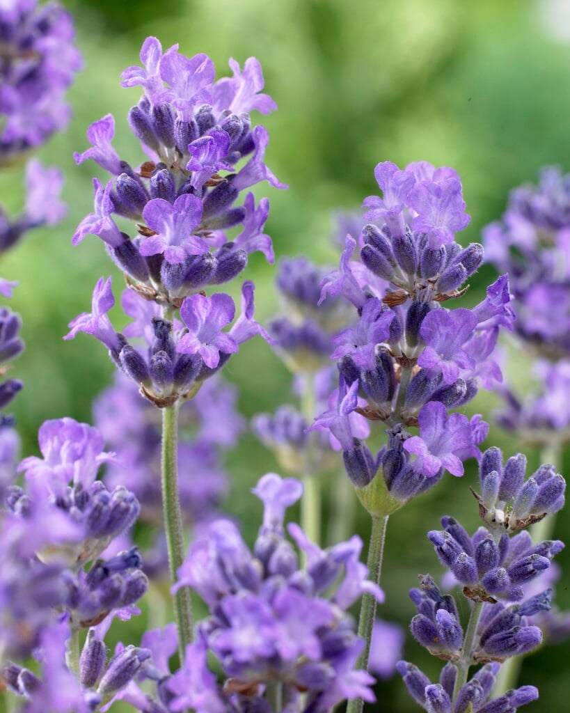 English lavender 'Munstead'