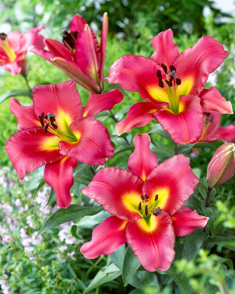 lily 'Satisfaction'